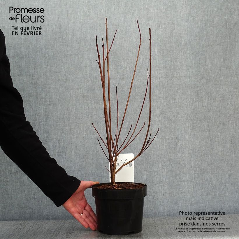 Cotinus coggygria Dusky Maiden - Arbre à Perruques Pot de 3L/4L sample as delivered in winter