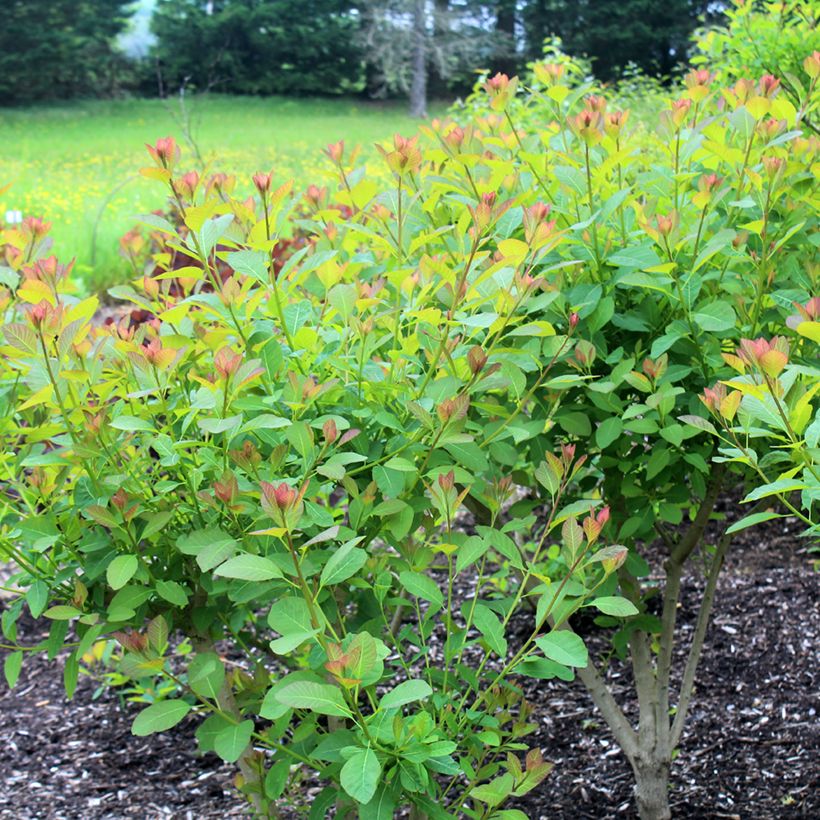 Cotinus coggygria Flame - Smoke Bush (Plant habit)