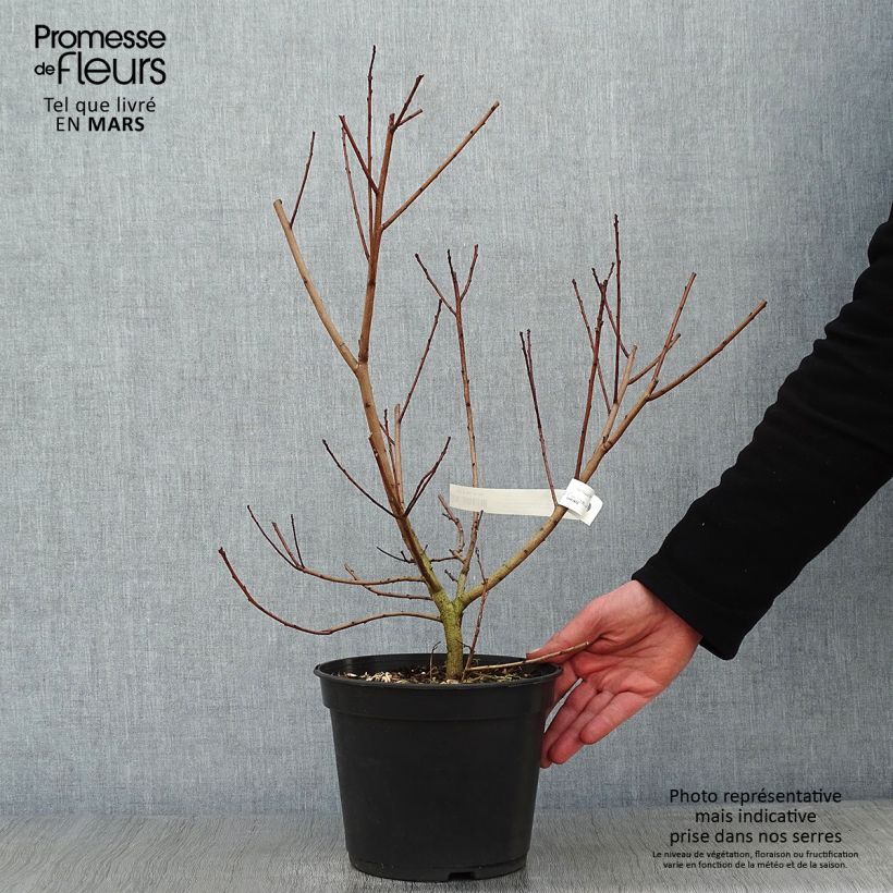 Cotinus coggygria Flamissimo - Arbre à perruque Pot de 4L/5L sample as delivered in winter