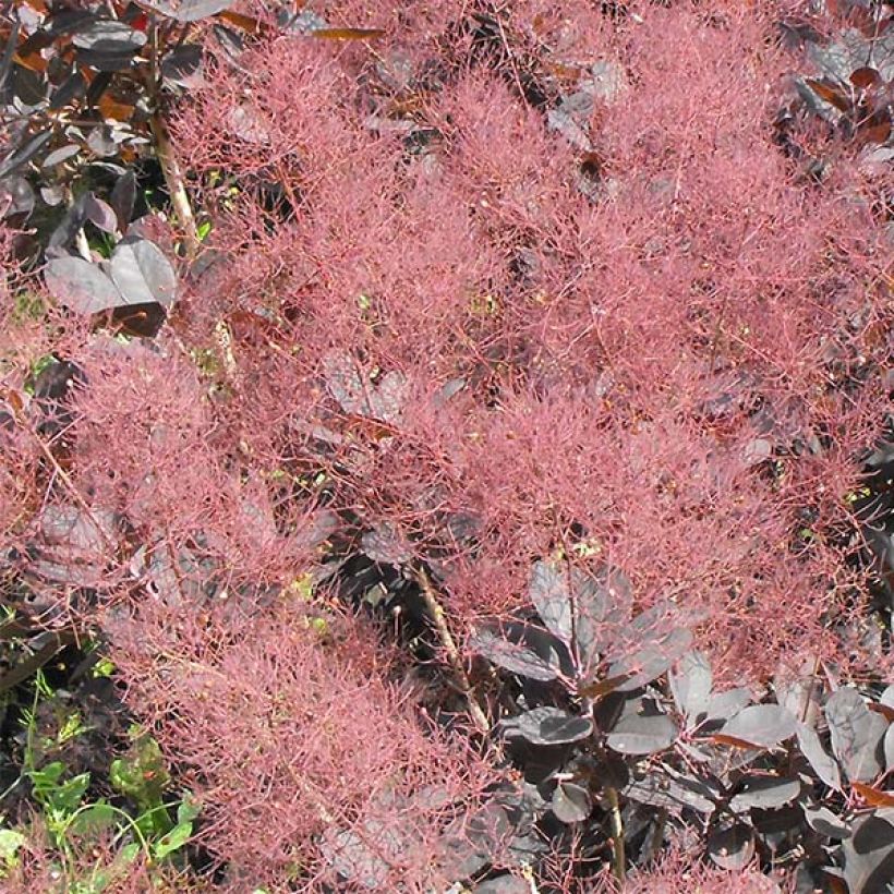 Cotinus coggygria Lilla - Smoke Bush (Flowering)