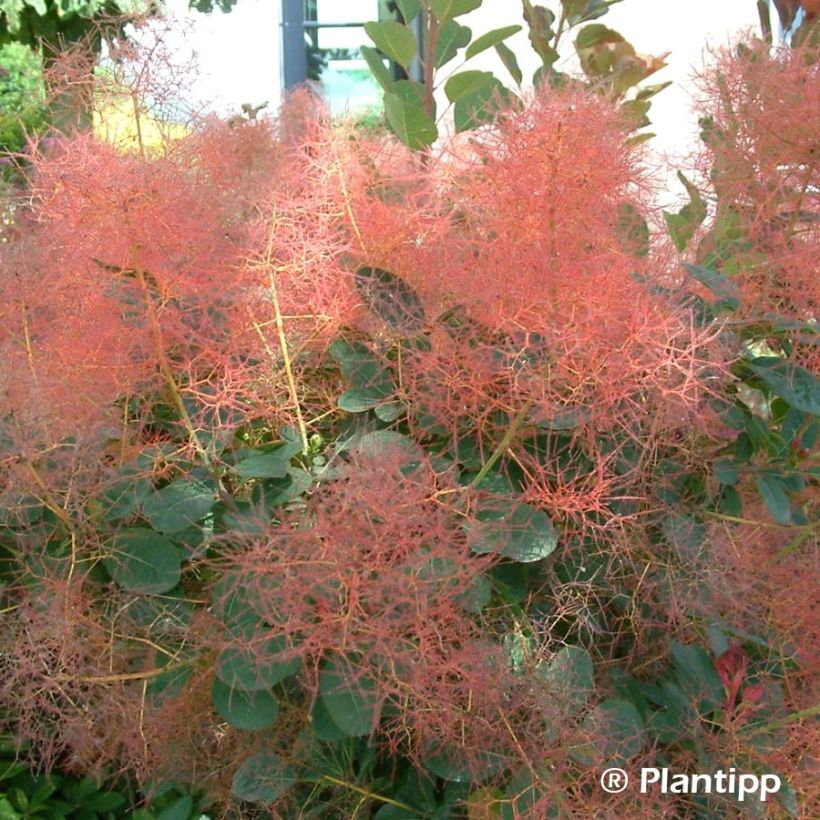 Cotinus coggygria Red Spirit - Smoke Bush (Flowering)