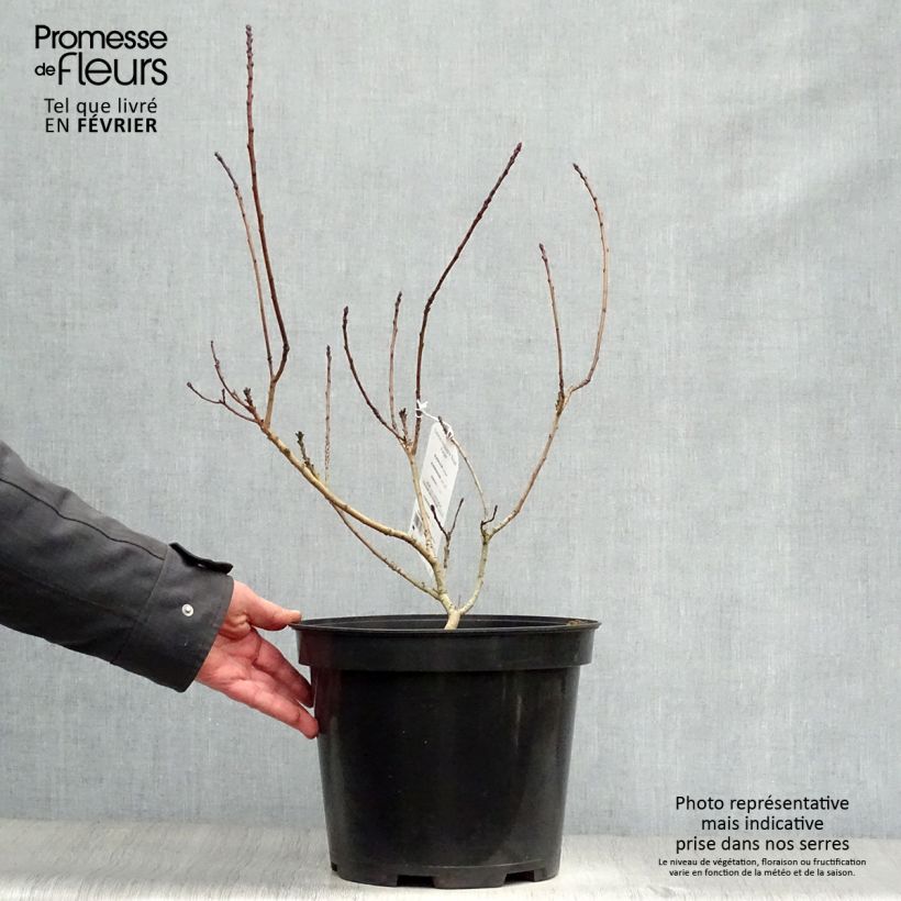 Cotinus coggygria Royal Purple - Arbre à perruque en pot de 5L sample as delivered in winter