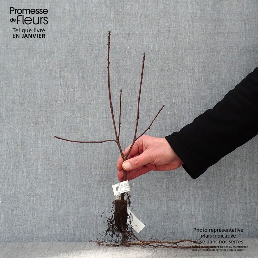 Cotinus coggygria Royal Purple - Smoke Bush Bare rootShipped height around 30/40cm sample as delivered in winter
