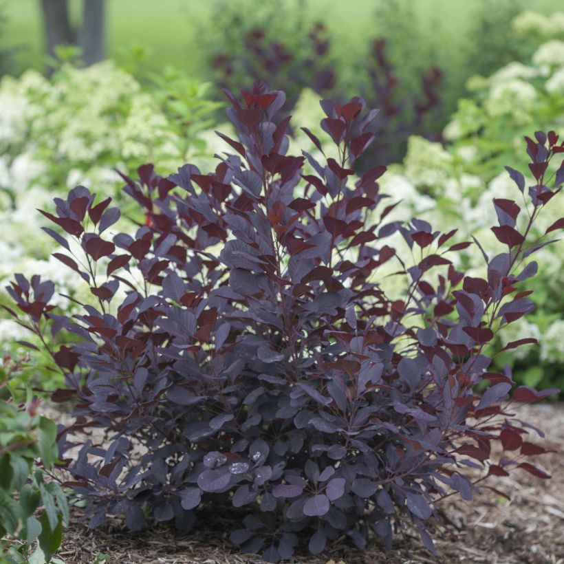 Cotinus coggygria Winecraft Black - Smoke Bush (Plant habit)