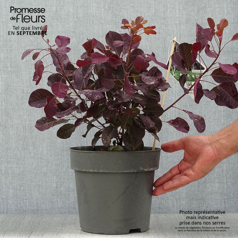 Cotinus coggygria Winecraft Black - Smoke Bush sample as delivered in autumn