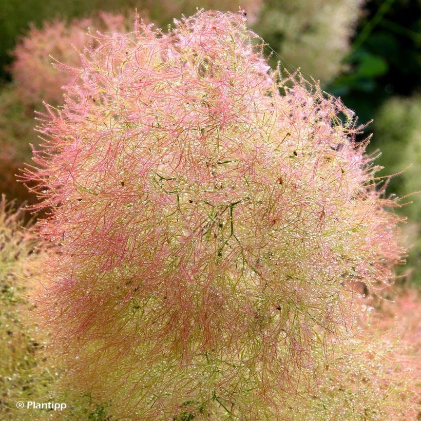 Cotinus coggygria Young Lady - Smoke Bush (Flowering)
