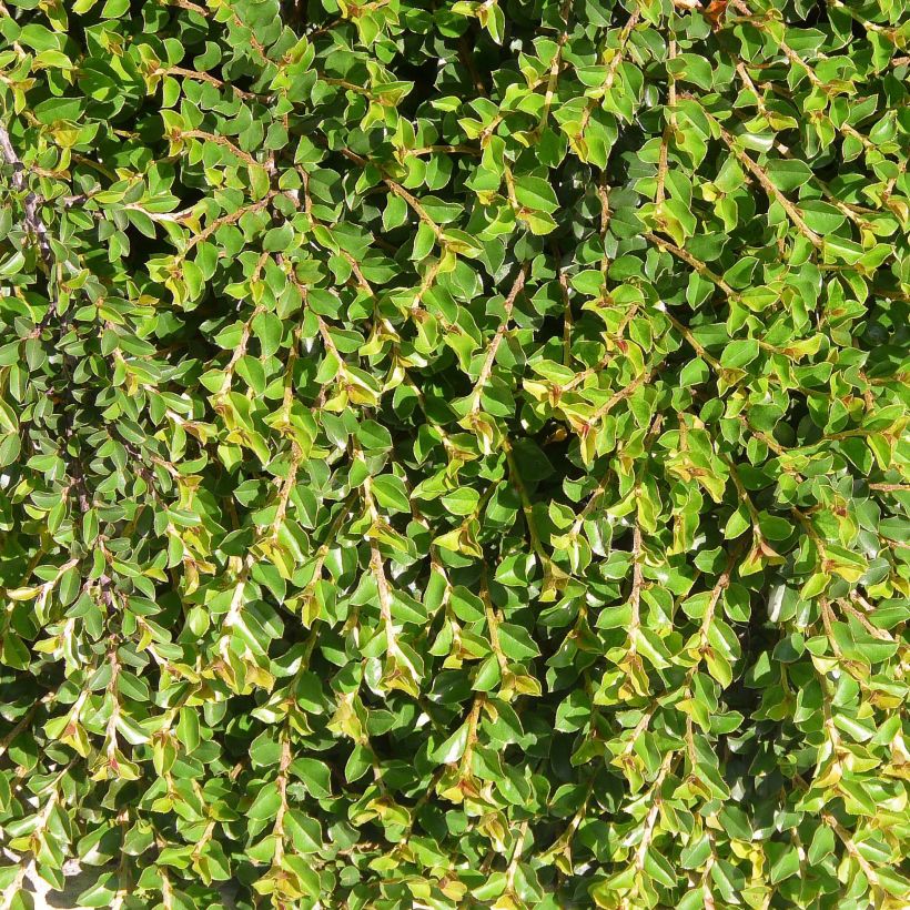 Cotoneaster adpressus (Foliage)