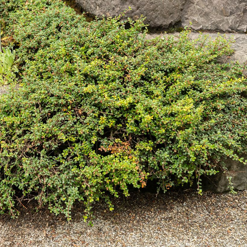 Cotoneaster adpressus (Plant habit)