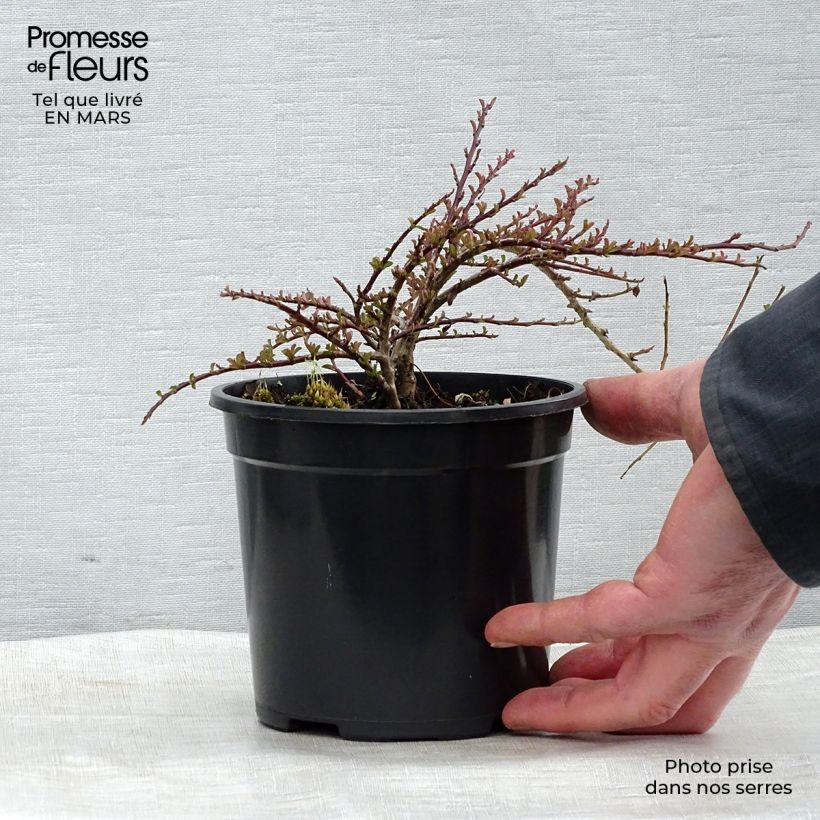 Cotoneaster adpressus - Cotonéaster rampant. Pot de 1,5L/2L sample as delivered in winter