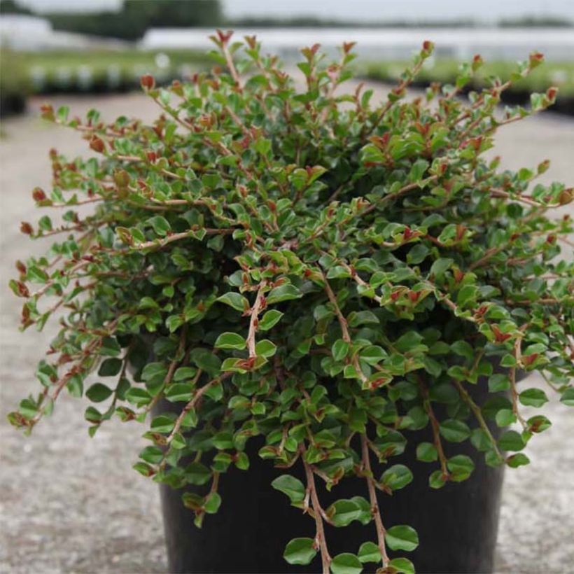 Cotoneaster adpressus Little Gem (Plant habit)