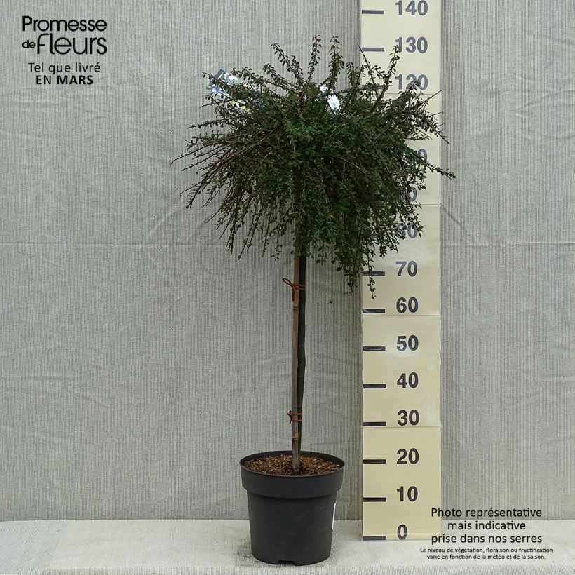 Cotoneaster congestus Pot de 10L sur tige 80 cm sample as delivered in spring