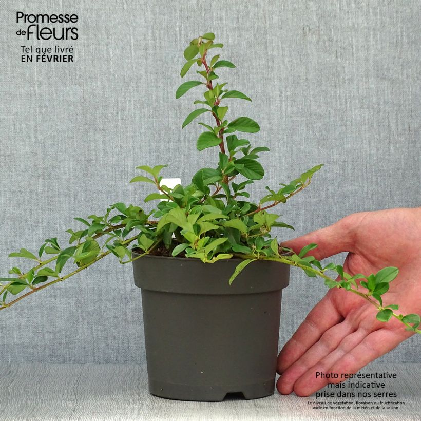 Cotoneaster dammeri - Cotoneaster de Dammer en pot de 1,3L sample as delivered in autumn