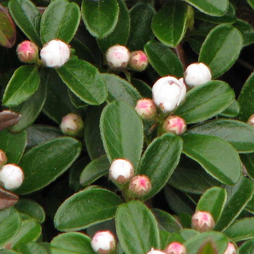 Cotoneaster dammeri Evergreen (Foliage)