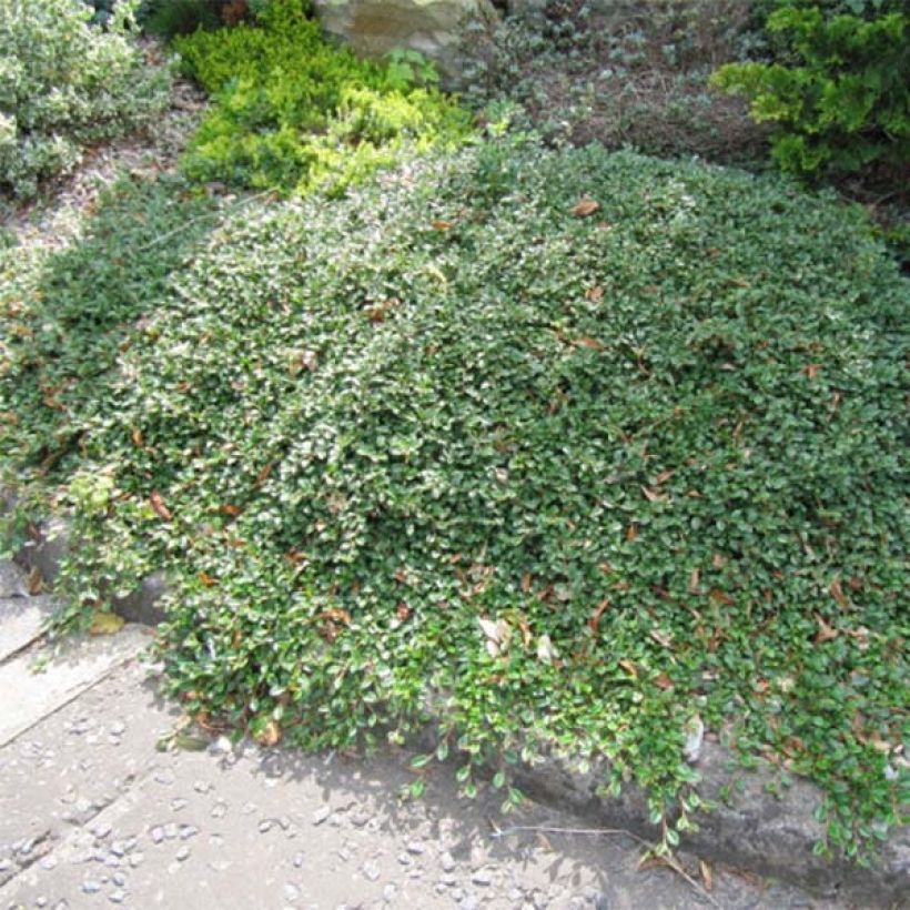Cotoneaster dammeri Evergreen (Plant habit)
