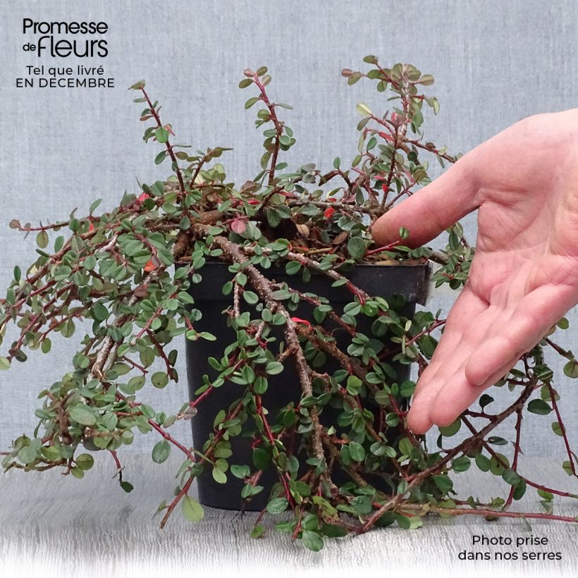 Cotoneaster dammeri Evergreen - Cotoneaster de Dammer Pot de 2L/3L sample as delivered in winter