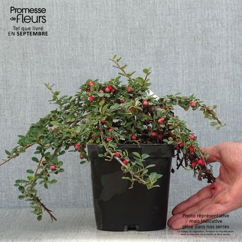 Cotoneaster dammeri Evergreen - Cotoneaster de Dammer Pot de 2L/3L sample as delivered in autumn