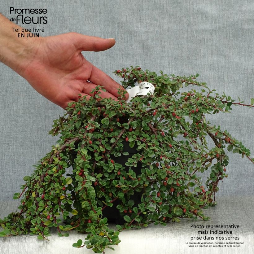 Cotoneaster dammeri Evergreen 2L/3L pot sample as delivered in summer