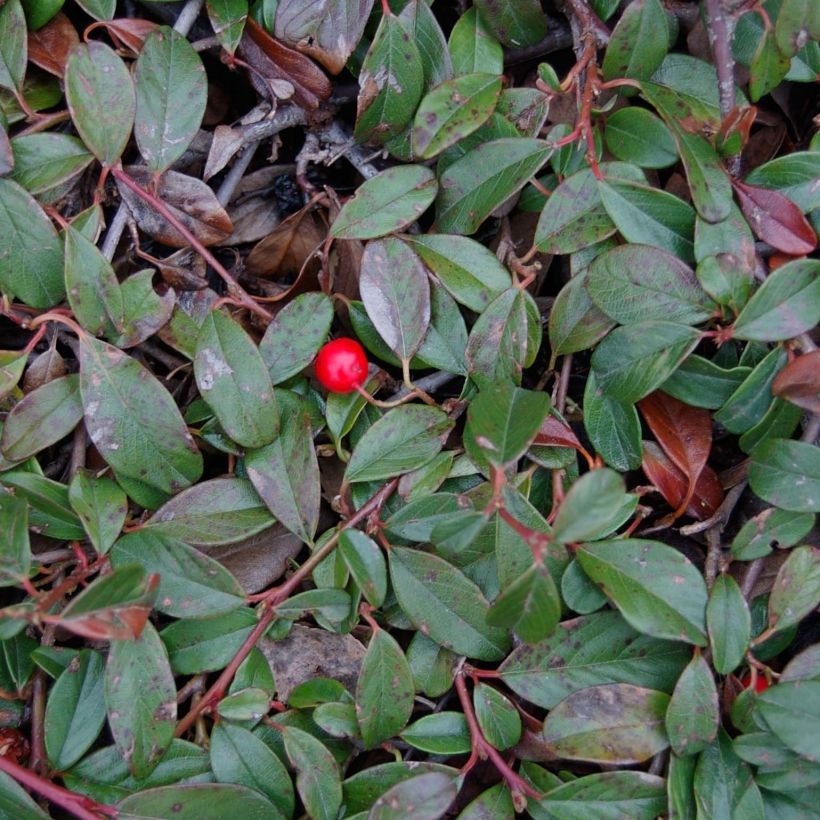 Cotoneaster dammeri Major (Foliage)