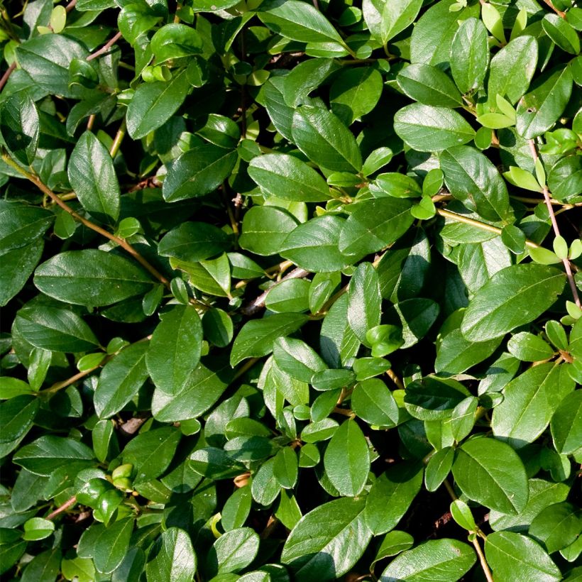 Cotoneaster dammeri Miranda (Foliage)