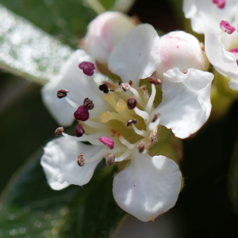 Cotoneaster dammeri Miranda (Flowering)