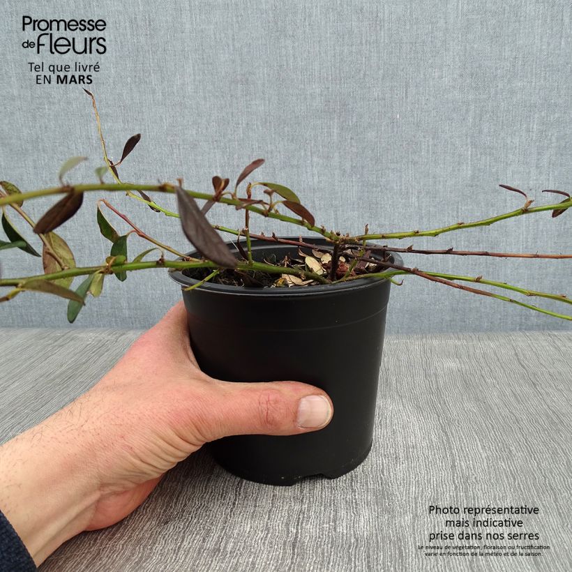 Cotoneaster dammeri Miranda Pot de 1L/1,5L sample as delivered in winter