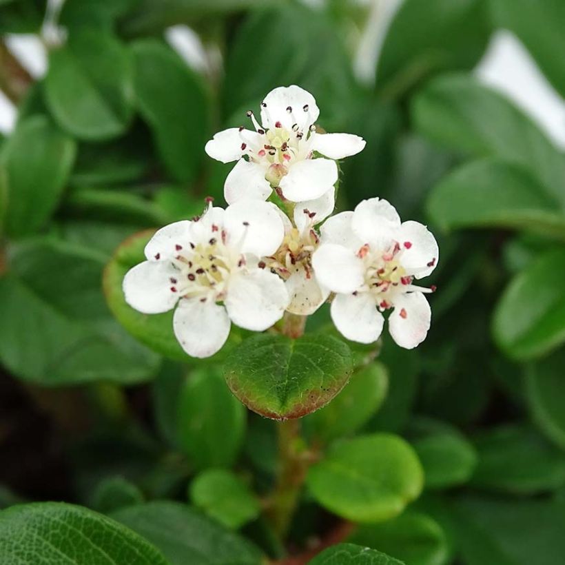 Cotoneaster dammeri Schoon (Flowering)