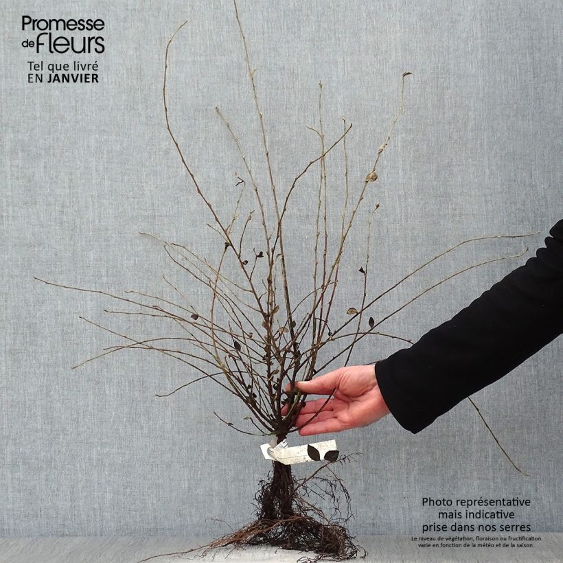 Cotoneaster dielsianus var. elegans Bare root 40/60cm sample as delivered in winter