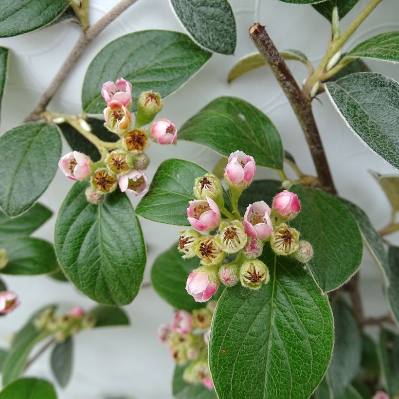 Cotoneaster franchetii (Flowering)