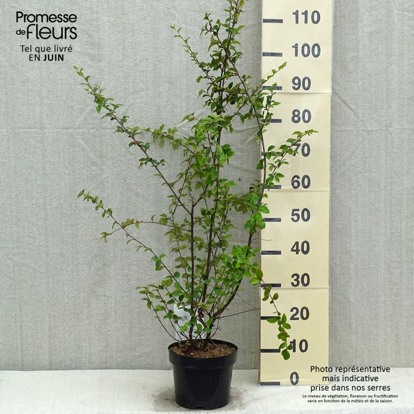 Cotoneaster franchetii sample as delivered in spring