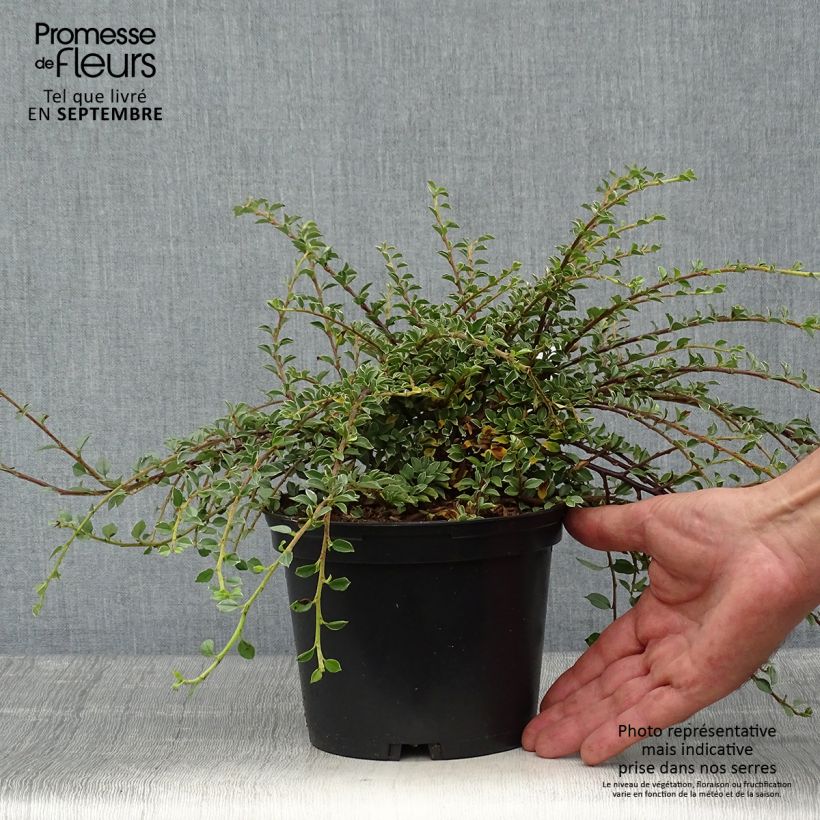 Cotoneaster horizontalis Variegatus 2L/3L pot sample as delivered in autumn