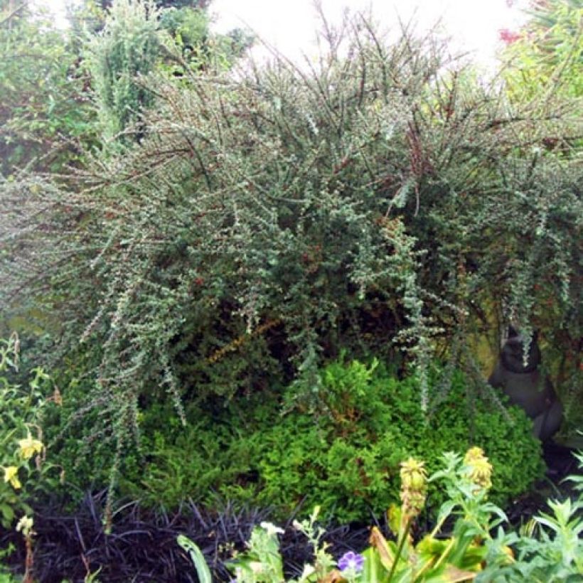 Cotoneaster integrifolius - Small-leaved Cotoneaster (Plant habit)