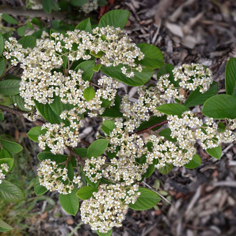 Cotoneaster lacteus - Milky Cotoneaster (Flowering)
