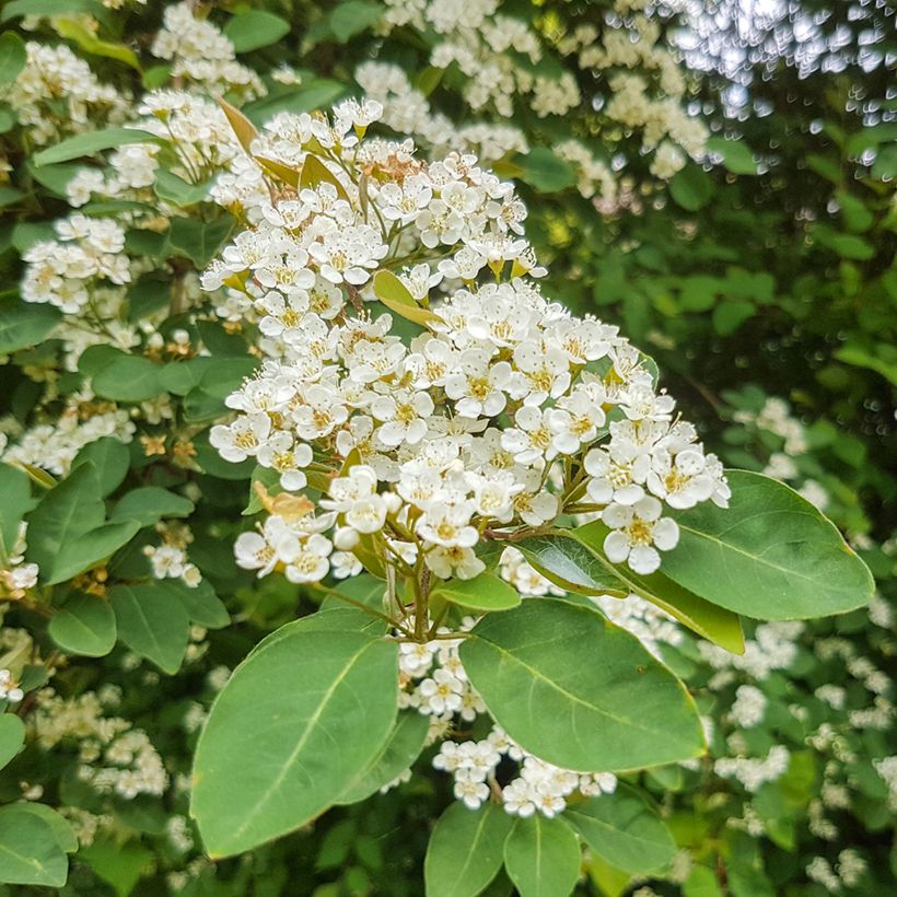 Cotoneaster lacteus - Milky Cotoneaster (Flowering)