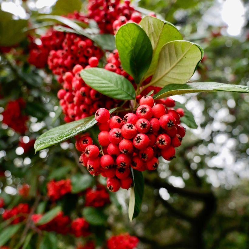 Cotoneaster lacteus - Milky Cotoneaster (Harvest)