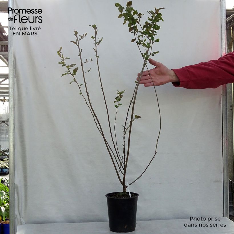 Cotoneaster lucidus sample as delivered in spring
