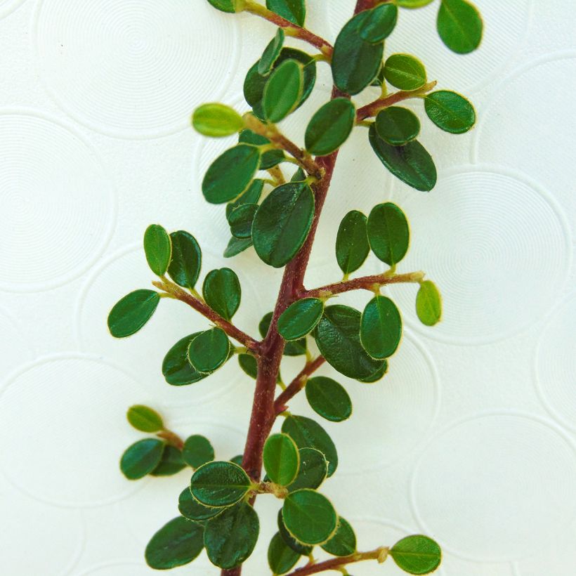 Cotoneaster microphyllus (Foliage)