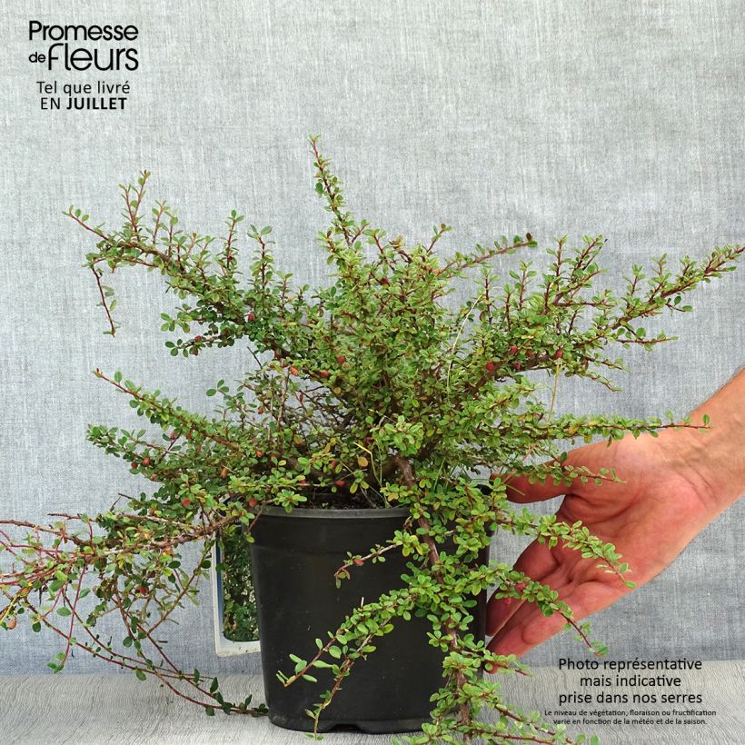 Cotoneaster microphyllus 2L/3L pot sample as delivered in summer