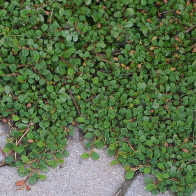 Cotoneaster procumbens Streibs Findling (Plant habit)