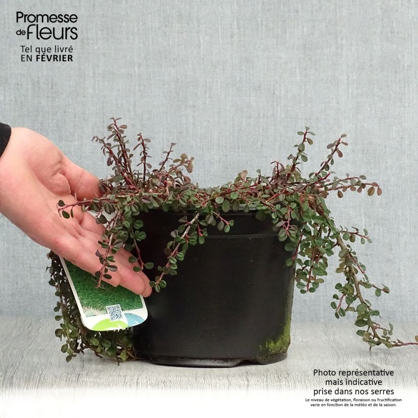 Cotoneaster procumbens Streibs Findling - Cotonéaster rampant Pot de 2L/3L sample as delivered in winter