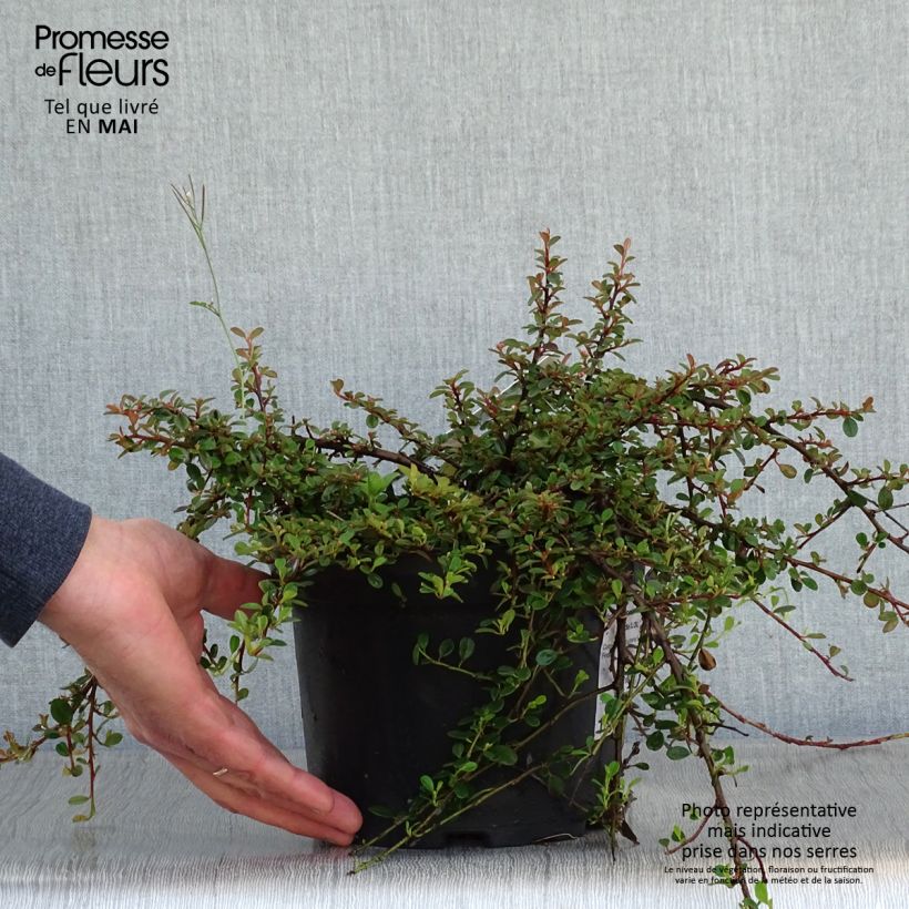 Cotoneaster procumbens Streibs Findling sample as delivered in spring
