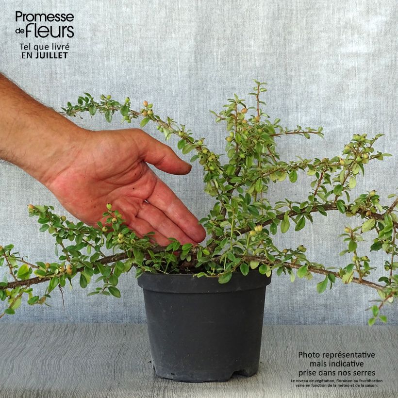 Cotoneaster suecicus Coral Beauty 1L/1.5L pot sample as delivered in summer