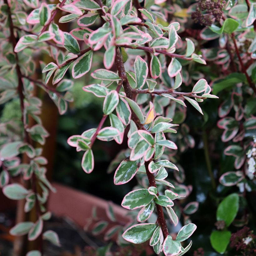 Cotoneaster suecicus Juliette (Foliage)