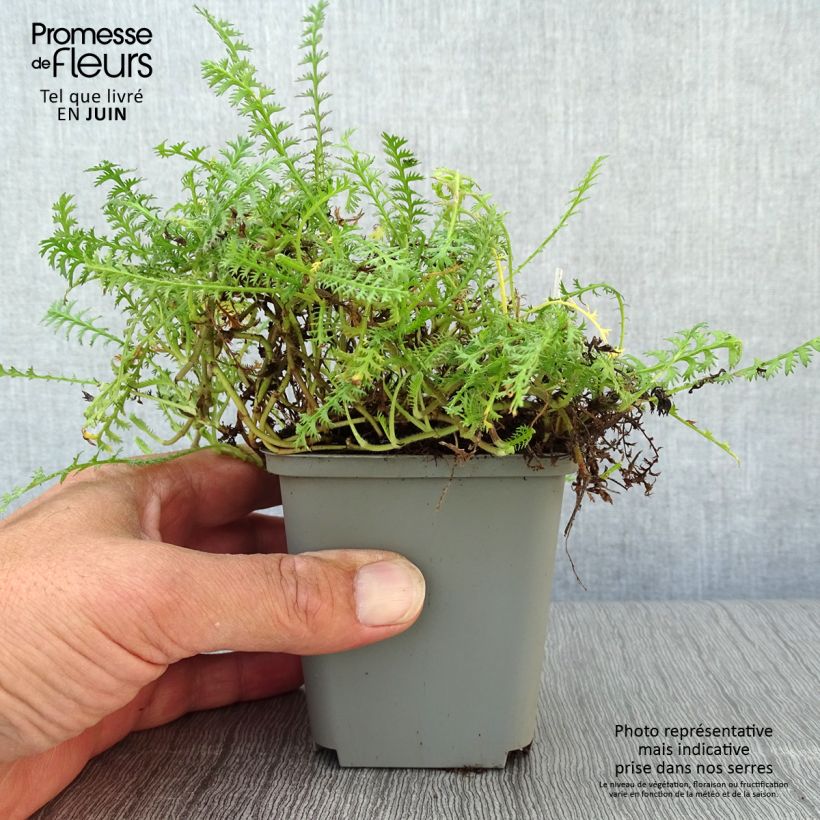 Cotula hispida - Leptinella 8/9 cm pot sample as delivered in summer