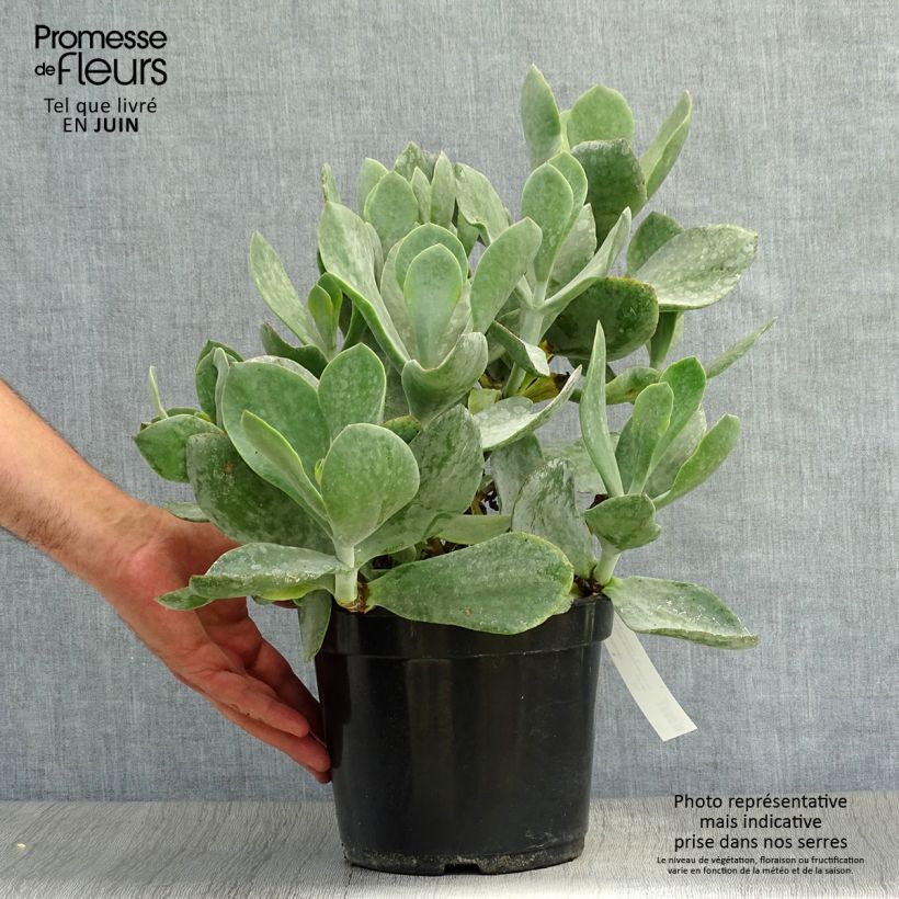 Cotyledon orbiculata Grey - Succulent 3L/4L pot sample as delivered in summer