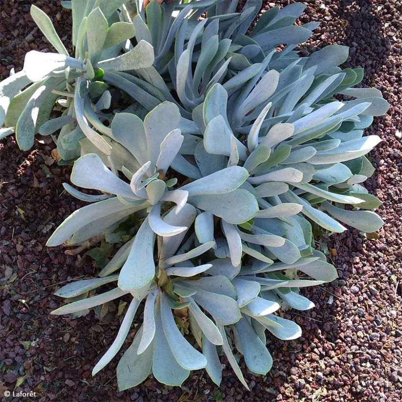 Cotyledon orbiculata Grey - Succulent (Plant habit)