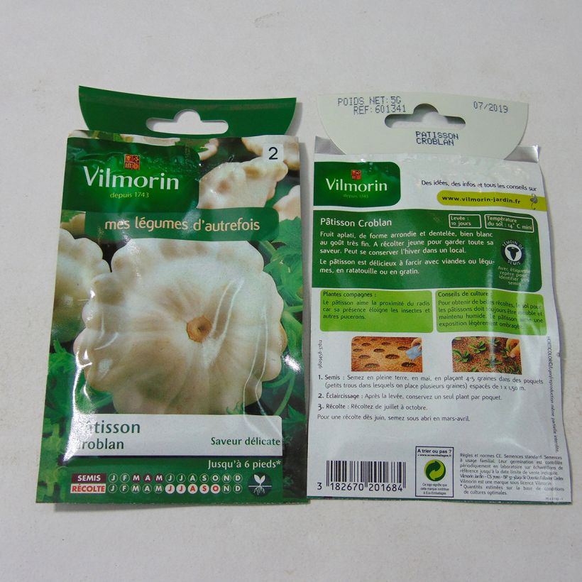 Example of Squash White Scallop Croblan - Vilmorin Seeds specimen as delivered