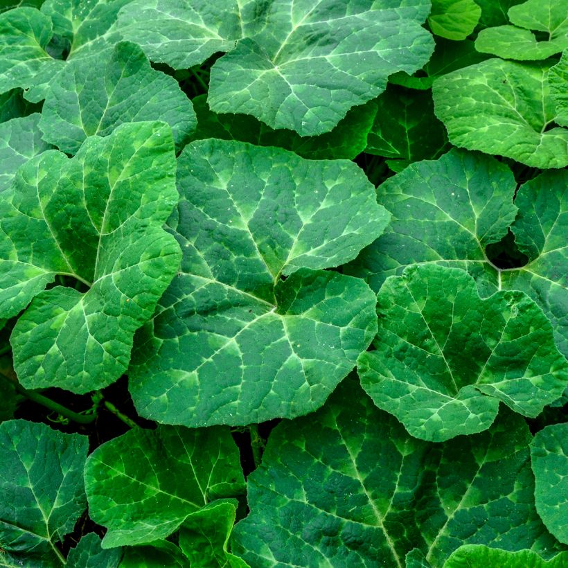 Cucurbita ficifolia organic seeds - Fig leaf squash (Foliage)