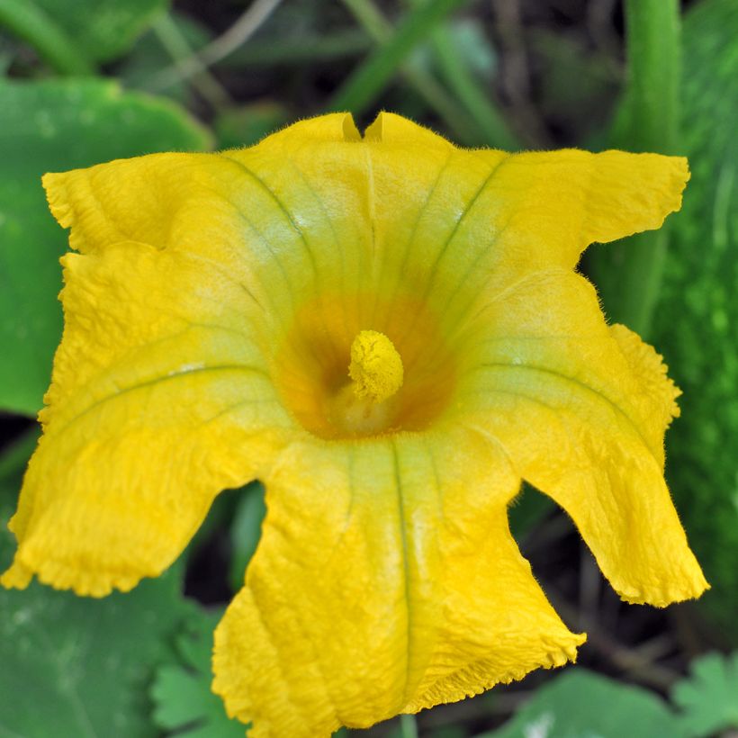 Cucurbita ficifolia organic seeds - Fig leaf squash (Flowering)