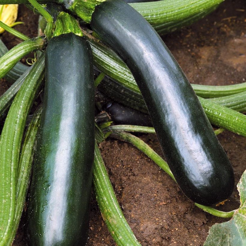 Zucchini Easy Pick Green F1 plants - Cucurbita pepo (Harvest)
