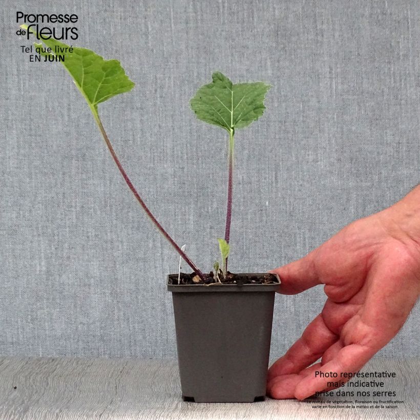 Crambe cordifolia - Greater Sea Kale 8/9 cm pot sample as delivered in summer